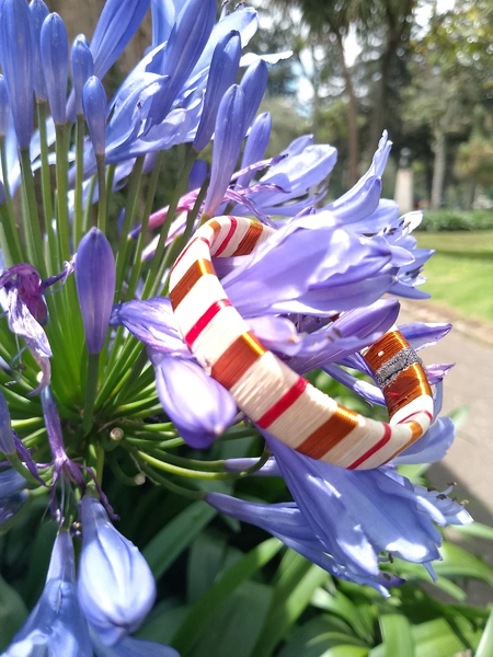 imagen Joyería Kolau